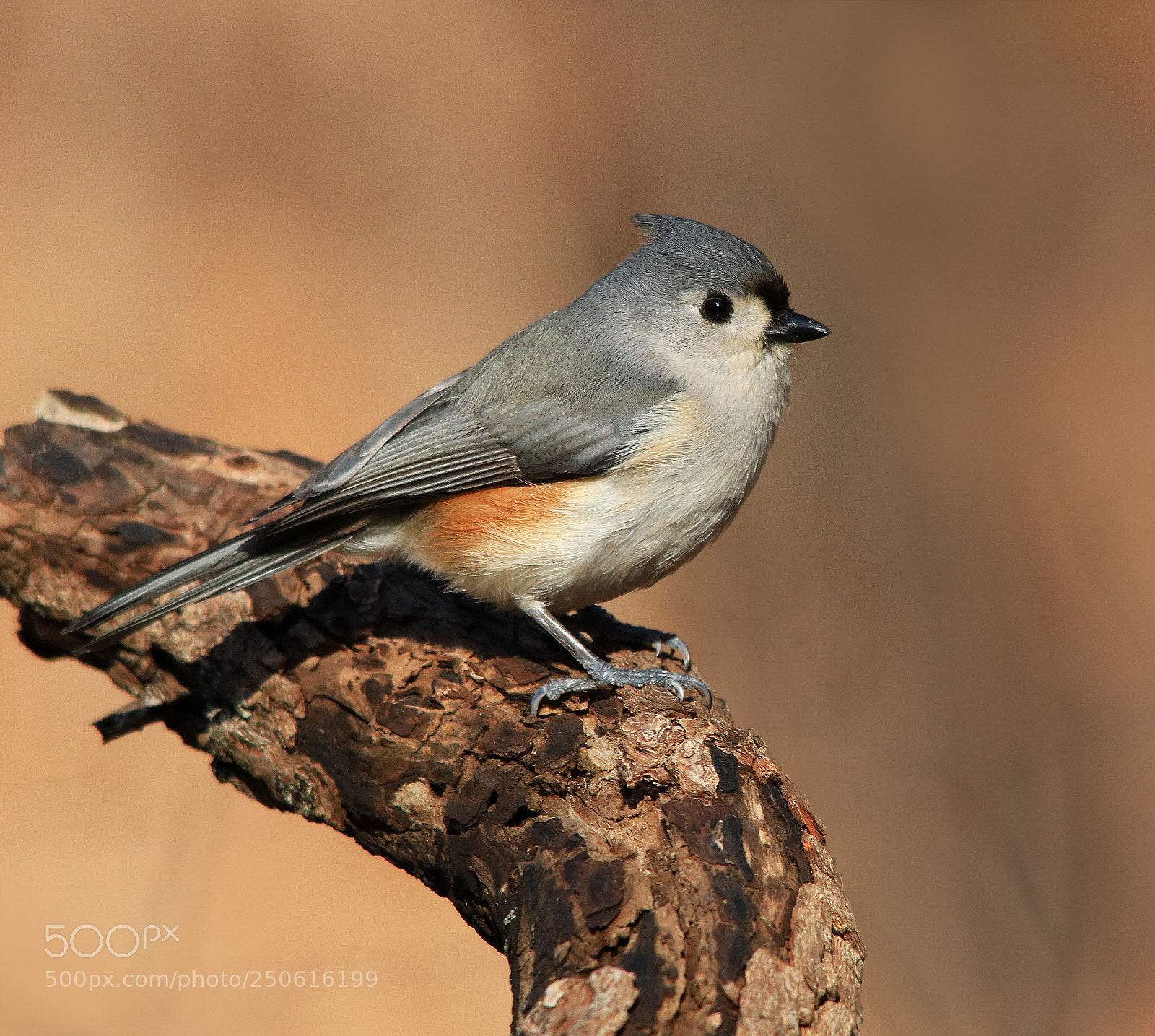 Canon EOS 750D (EOS Rebel T6i / EOS Kiss X8i) sample photo. Titmouse on log photography