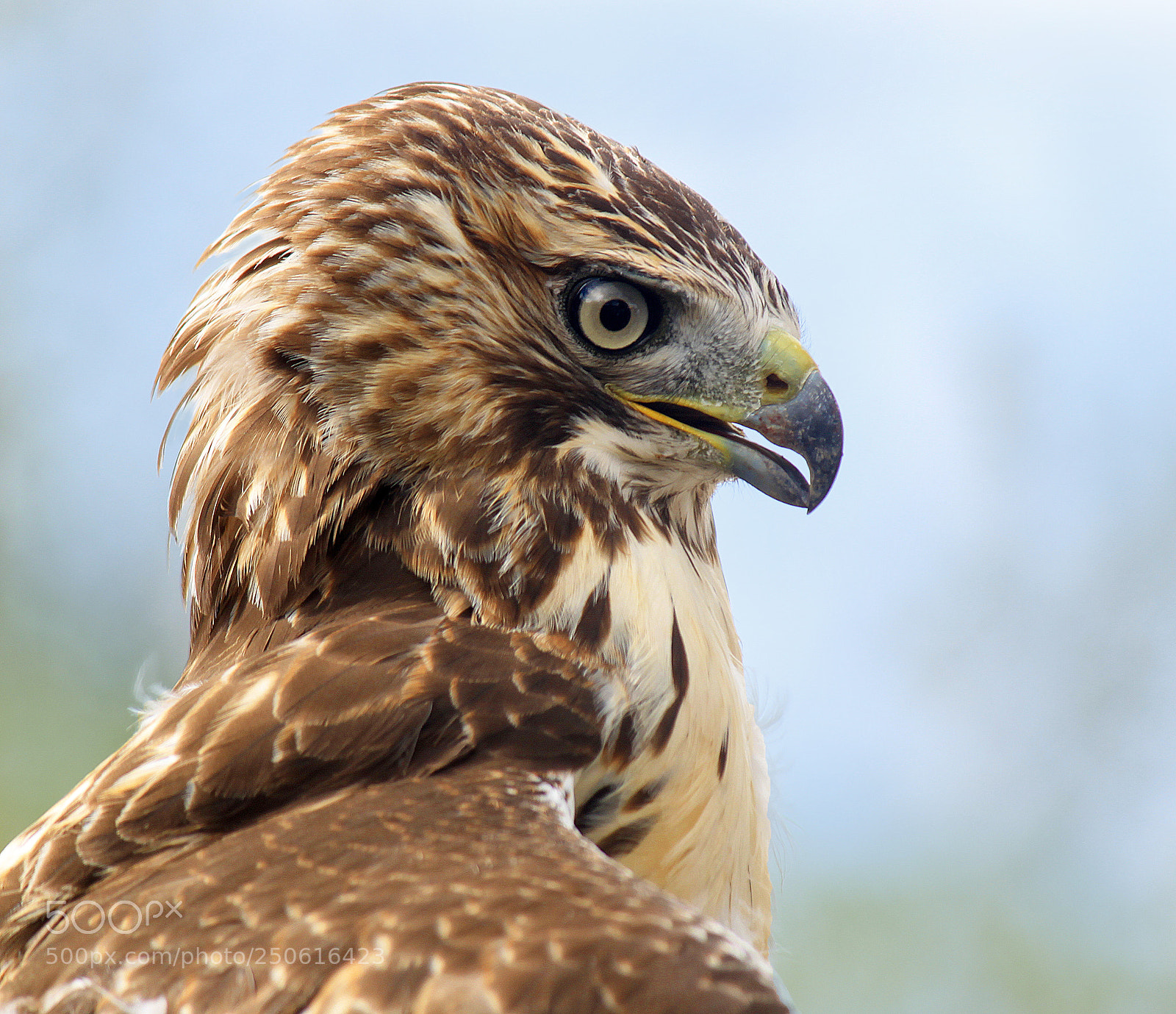 Canon EOS 500D (EOS Rebel T1i / EOS Kiss X3) sample photo. Hawk profile photography