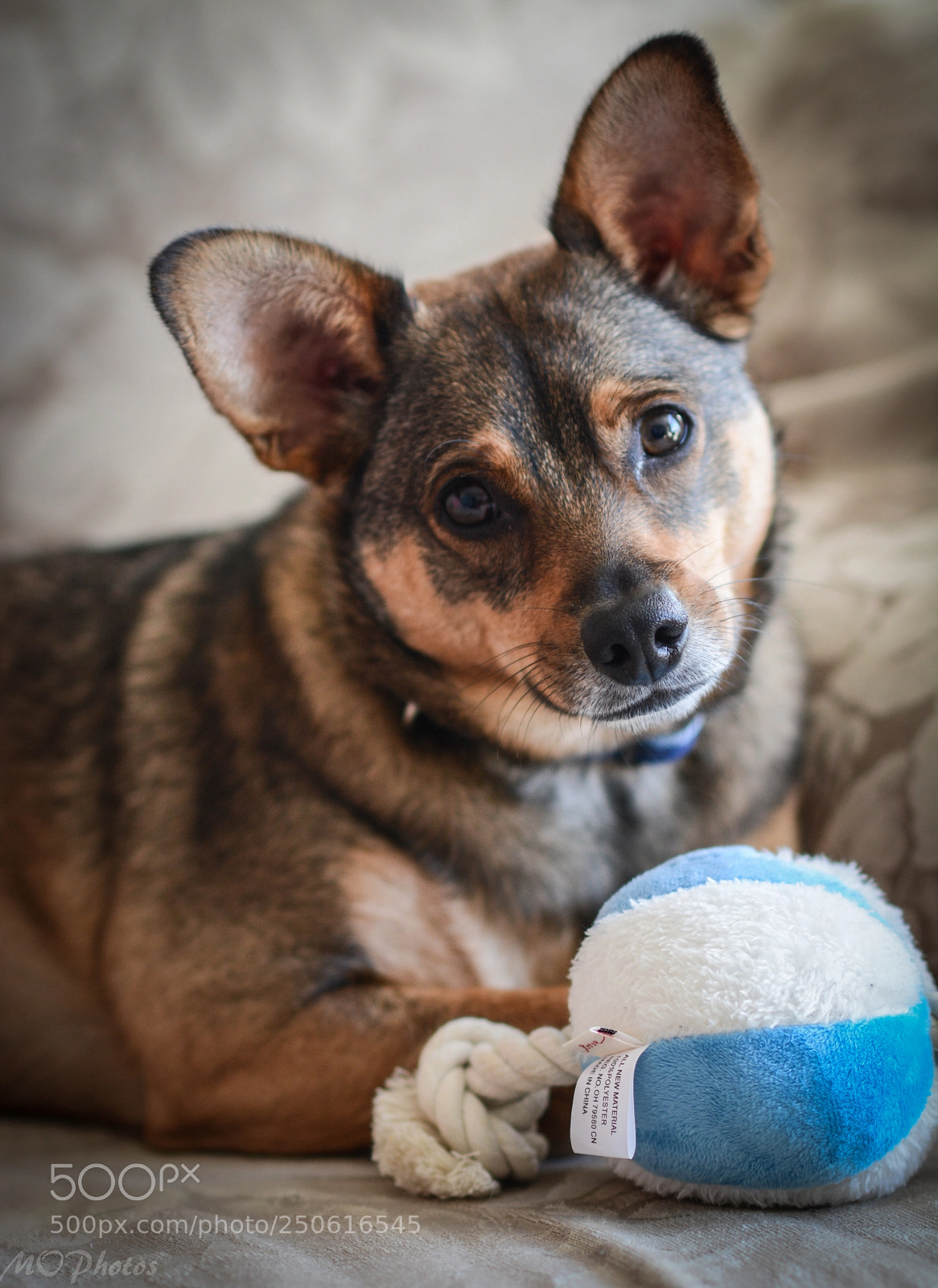Nikon D7100 sample photo. Tucker play? photography