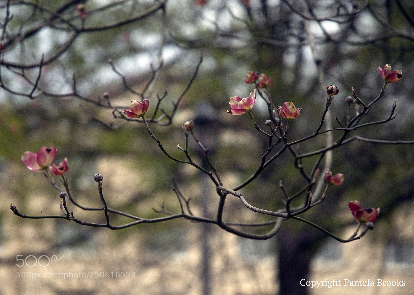 Nikon D90 sample photo. Dogwood afternoon photography