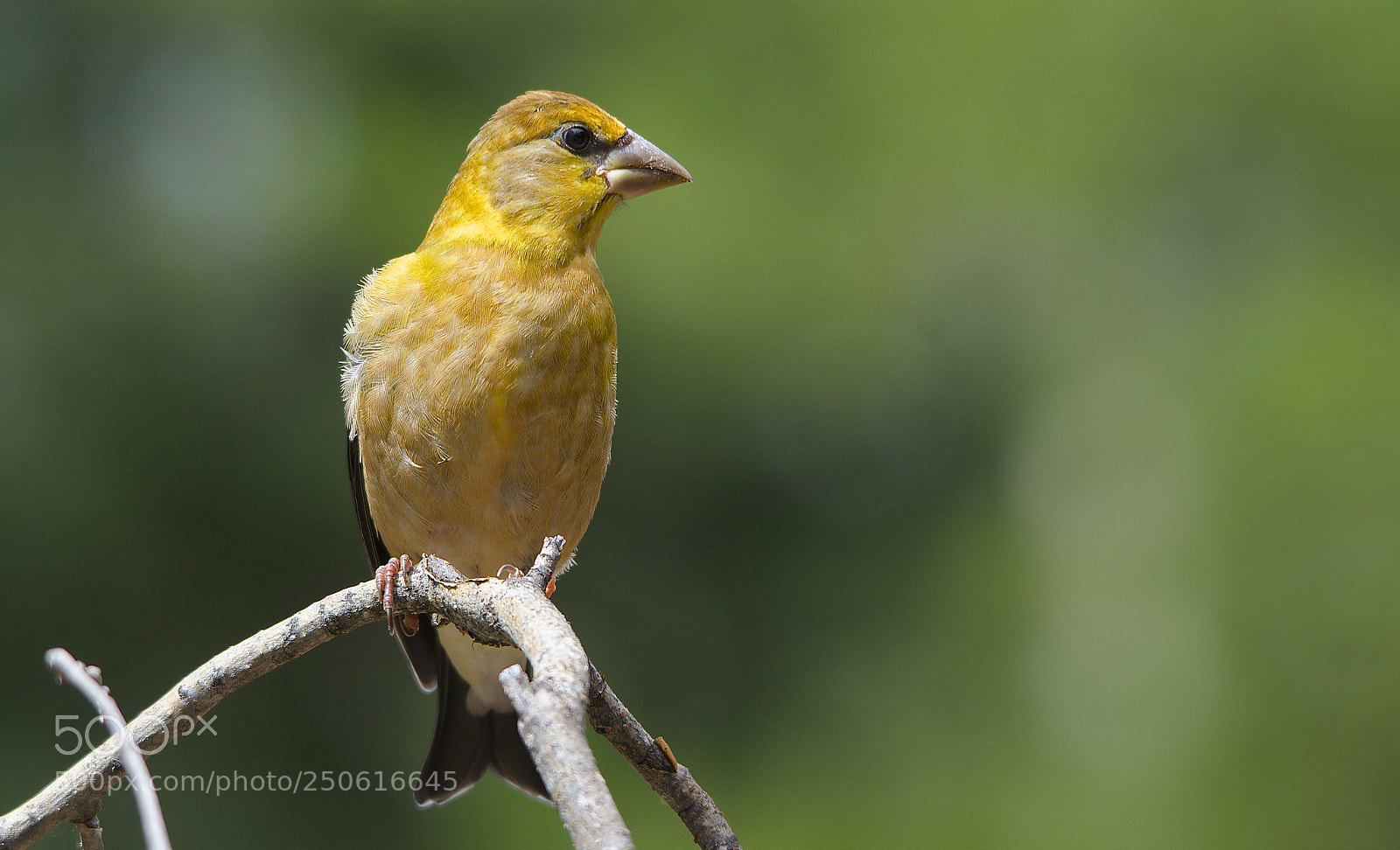Nikon D7000 sample photo. Evening grosbeak photography