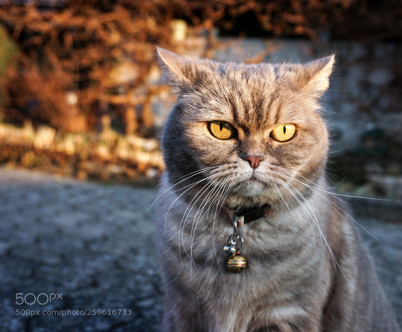 Sony a6000 sample photo. Sunnylucy photography