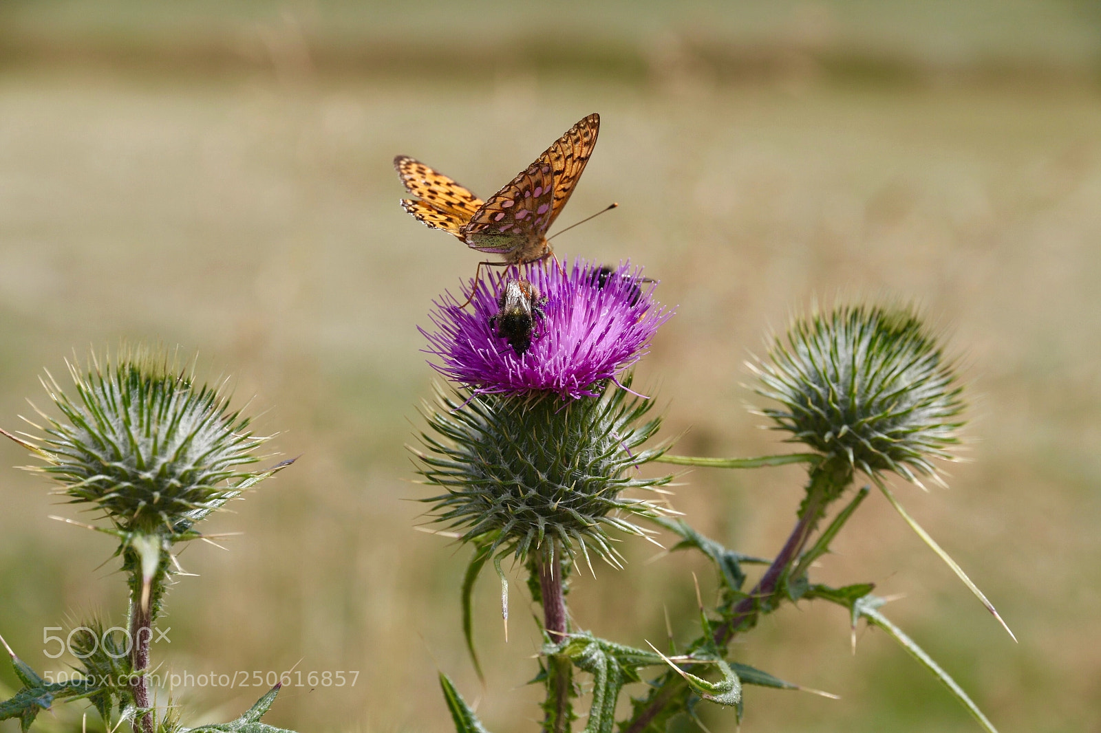 Canon EOS 70D sample photo. Papillon et chardon photography