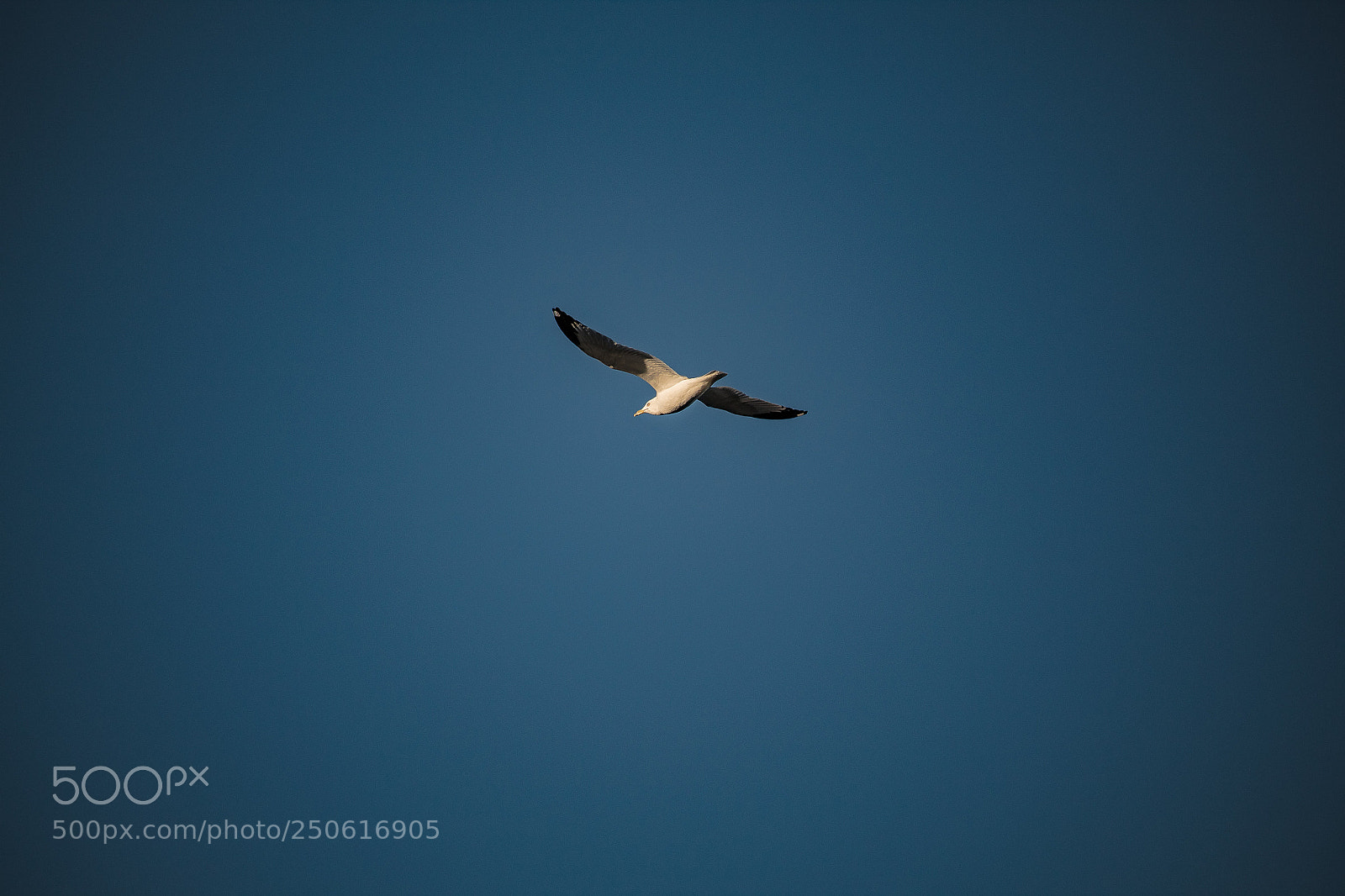 Canon EOS 1300D (EOS Rebel T6 / EOS Kiss X80) sample photo. Seagull photography