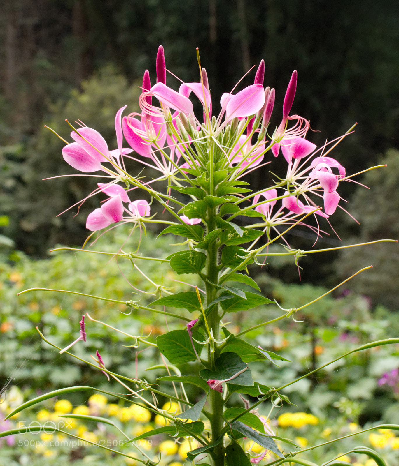 Nikon D7200 sample photo. I don't know photography