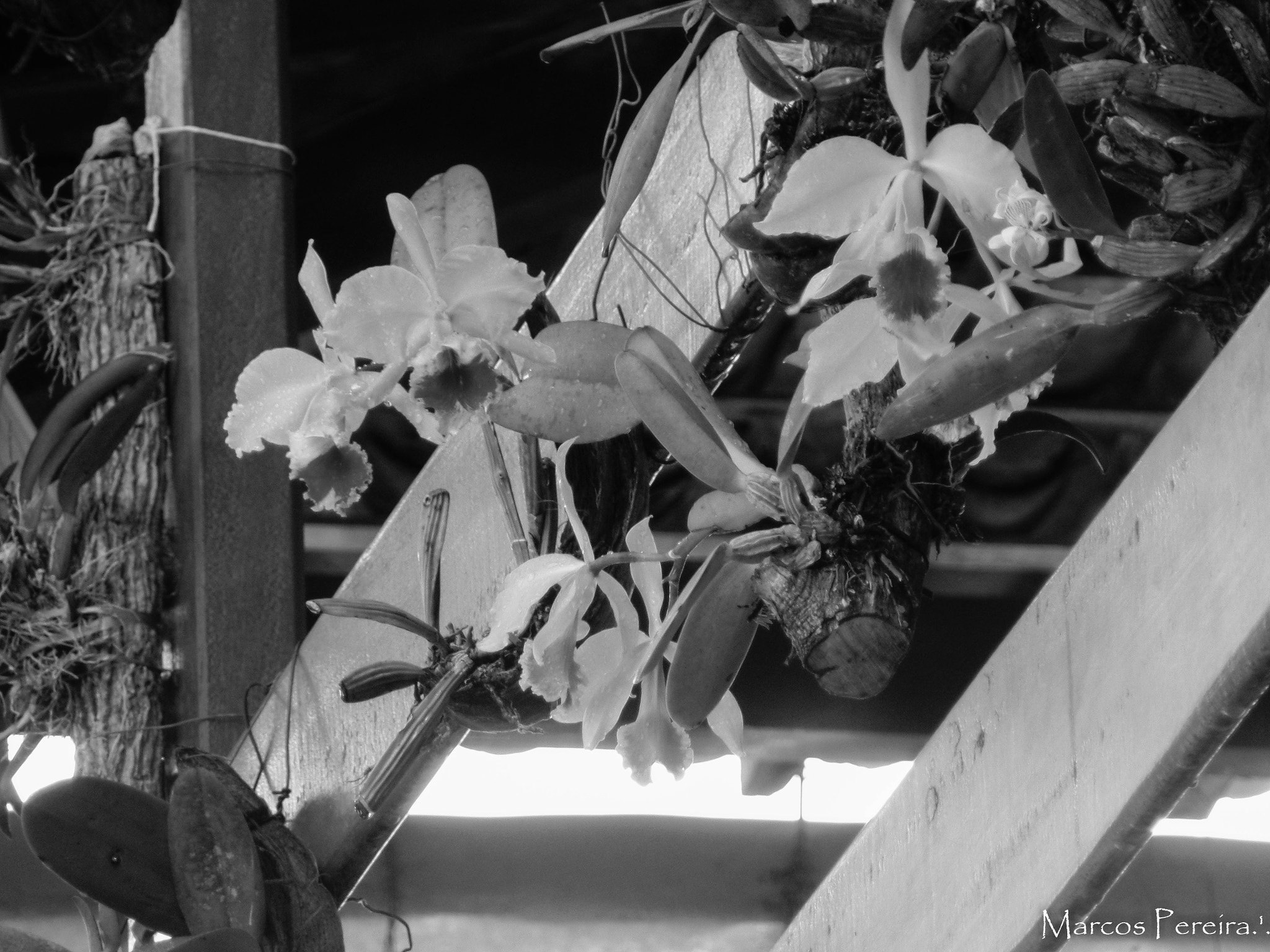 Samsung WB350F/WB351F/WB352F sample photo