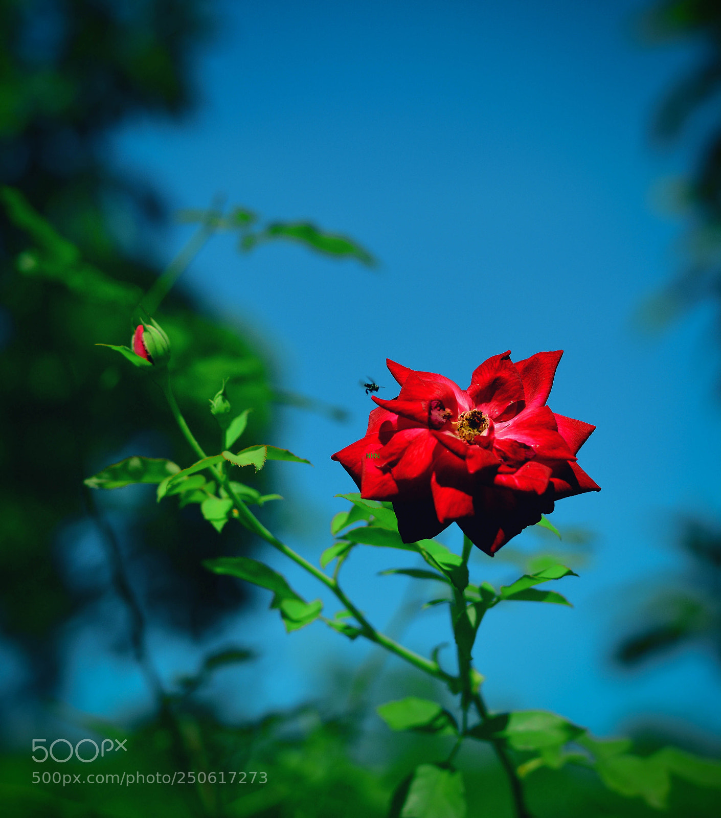 Nikon D5200 sample photo. Untitled photography