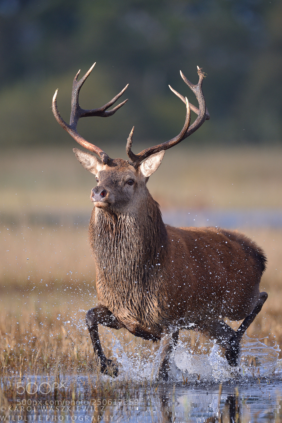 Nikon D4 sample photo. Running stag photography