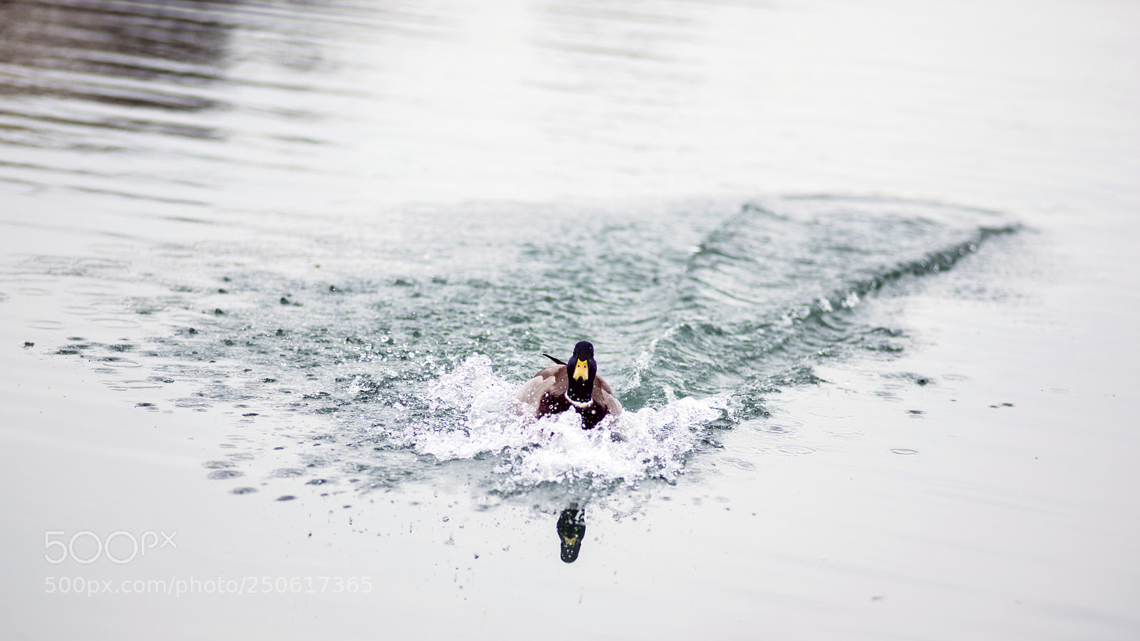 Nikon D610 sample photo. Landing photography