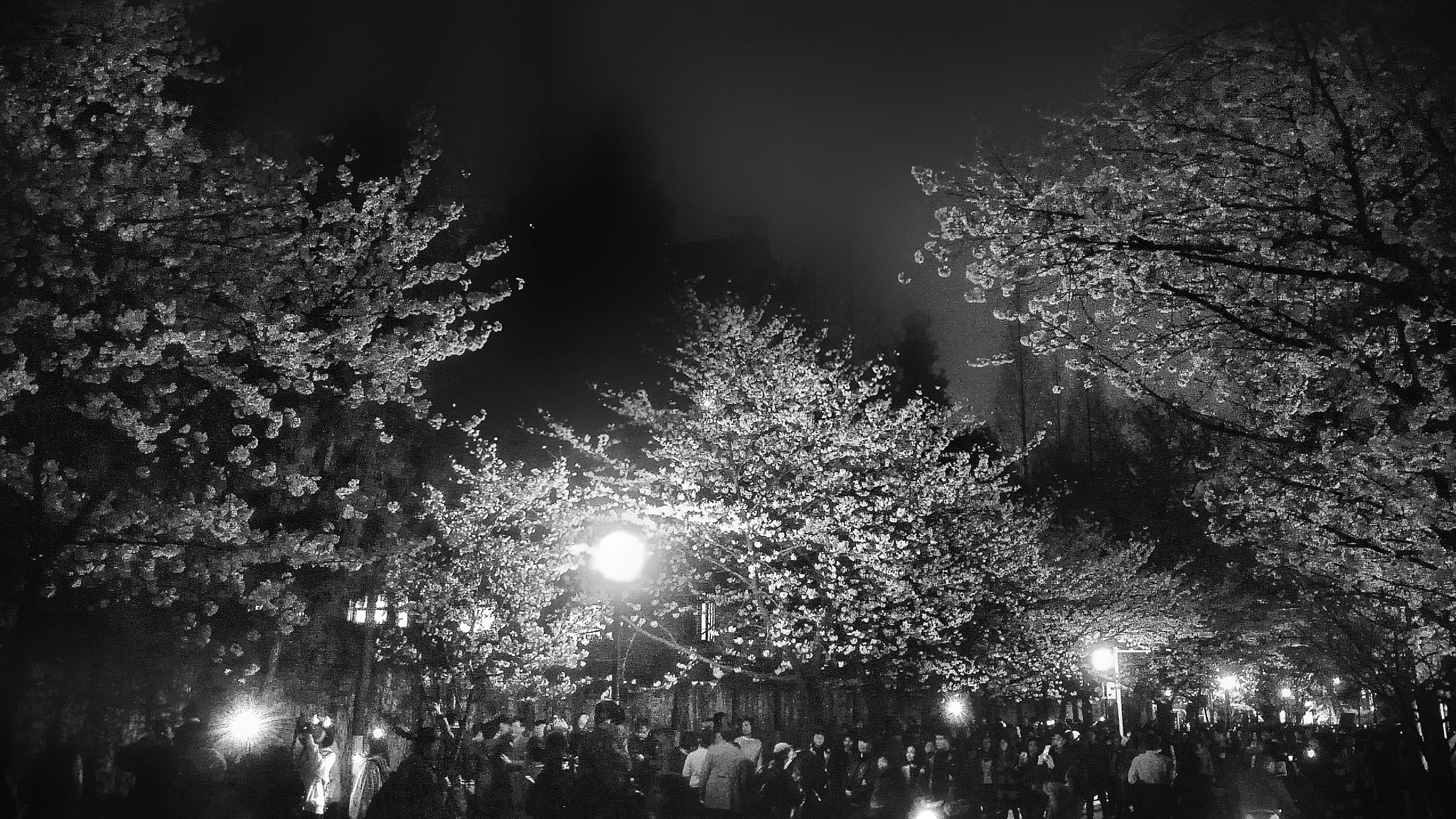 HUAWEI DAV sample photo. 樱花节之夜 photography
