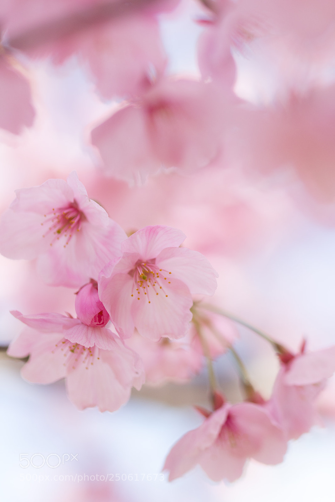Canon EOS 7D Mark II sample photo. ヨウコウザクラ photography