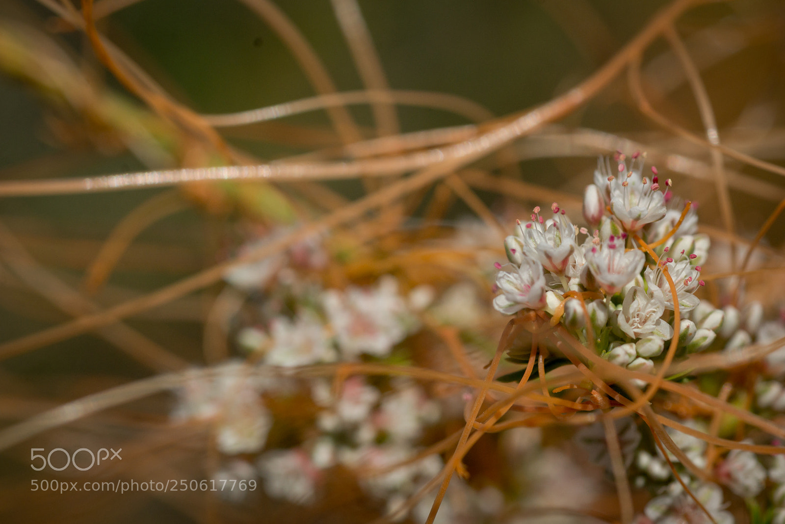 Nikon D610 sample photo. Tangled photography