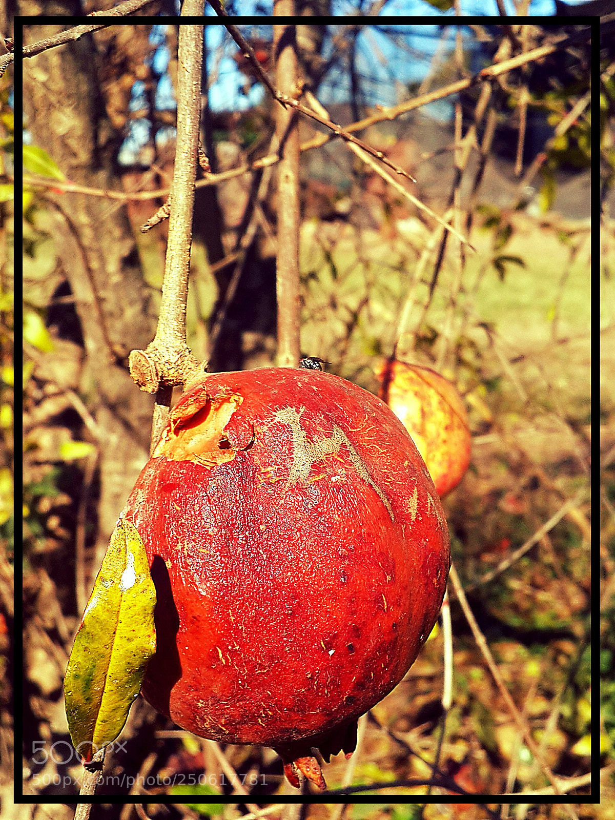 Samsung Galaxy S4 sample photo. Descomposion natural photography