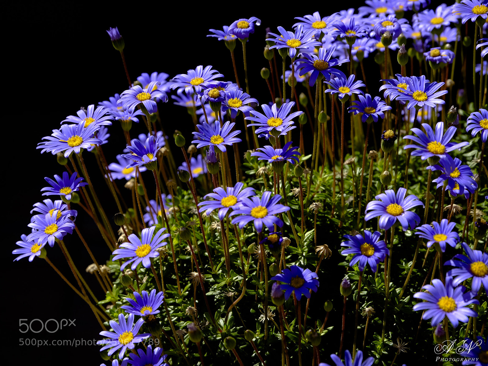 Fujifilm X-T10 sample photo. "ya es primavera" photography