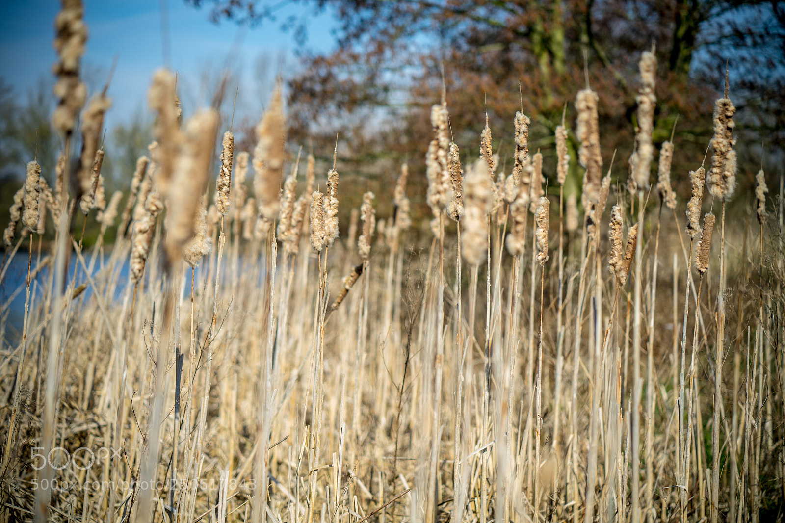 Sony a7 II sample photo. Dsc photography