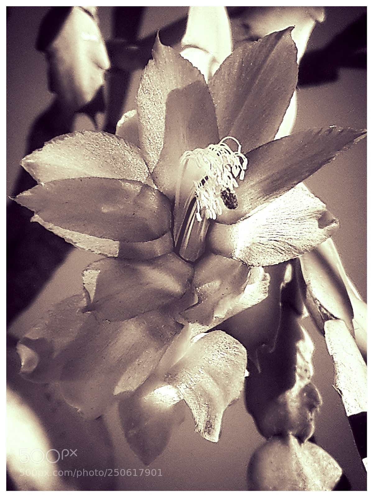Samsung Galaxy S4 sample photo. Untitled photography