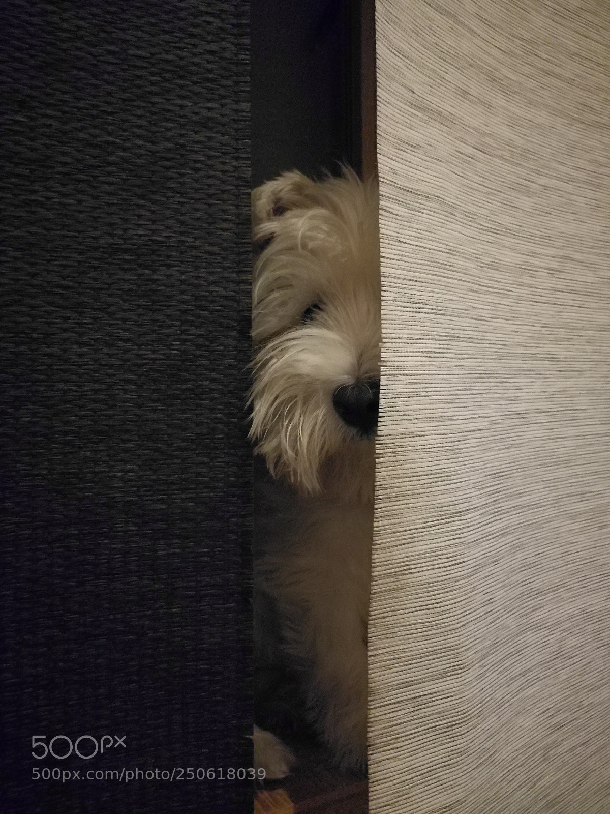 HUAWEI Mate 9 sample photo. Hiding photography