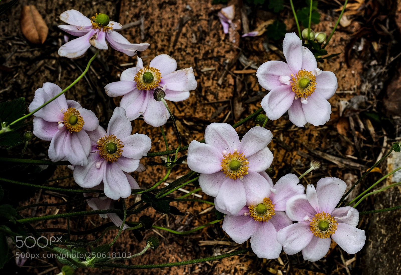 Fujifilm X-Pro2 sample photo. Japanese windflowers photography