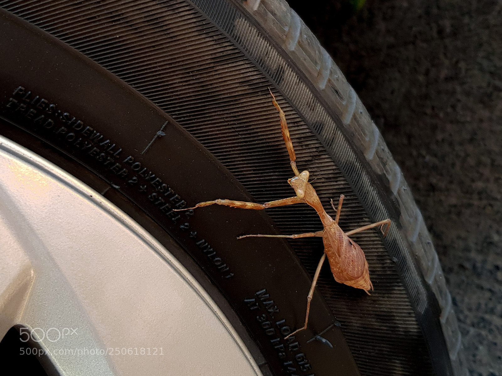 Samsung Galaxy S8 sample photo. Hanging in there... photography