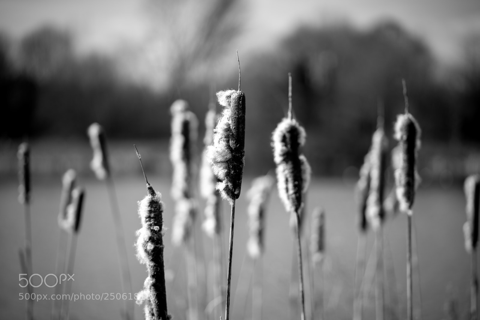 Sony a7 II sample photo. Dsc photography