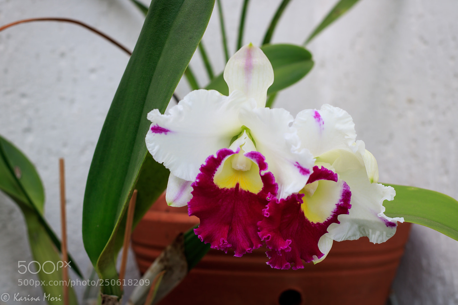 Canon EOS 750D (EOS Rebel T6i / EOS Kiss X8i) sample photo. Pink and white photography