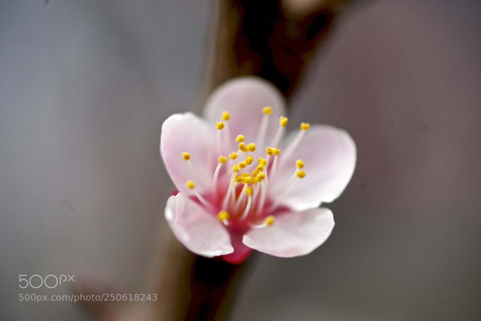 Pentax K-1 sample photo. Alone photography