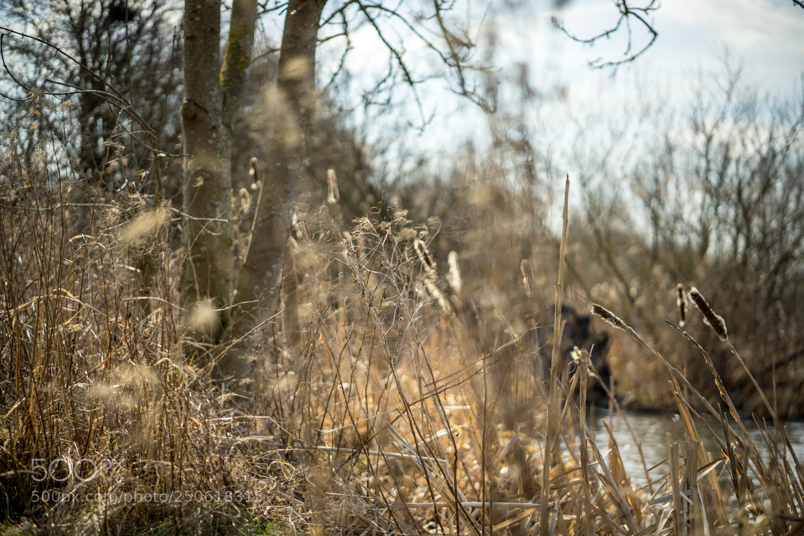 Sony a7 II sample photo. Dsc photography