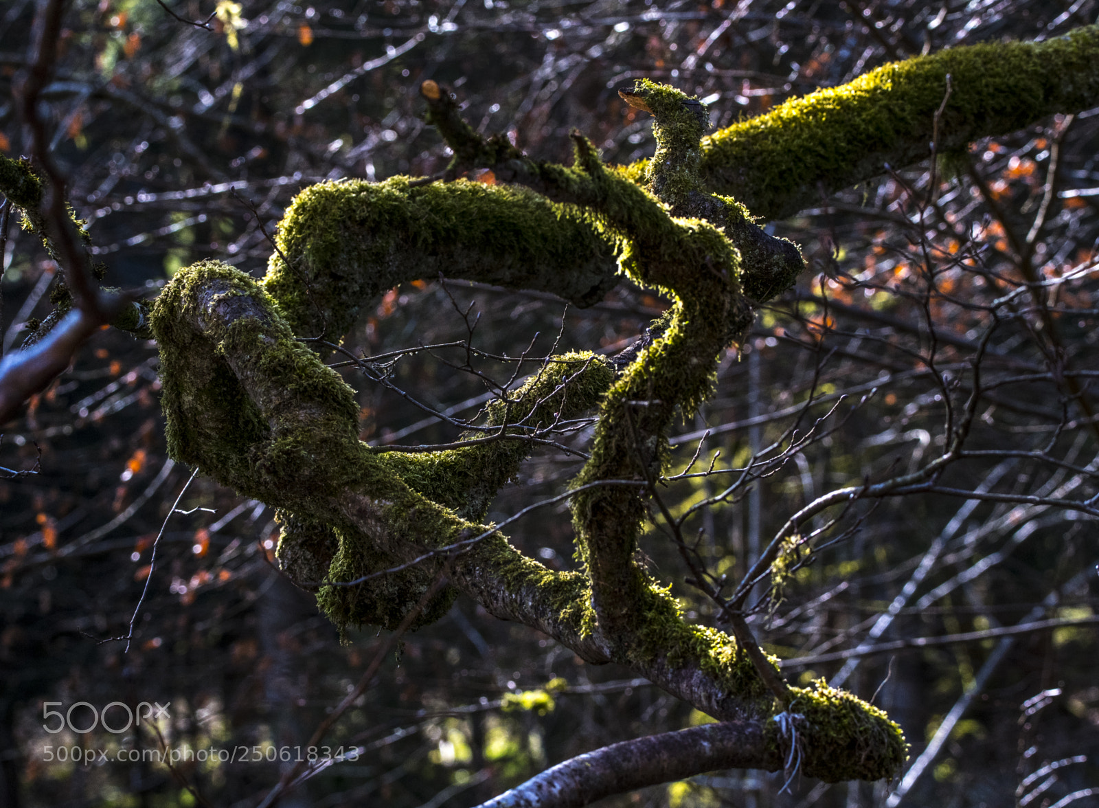 Nikon D500 sample photo. Mossgrown photography