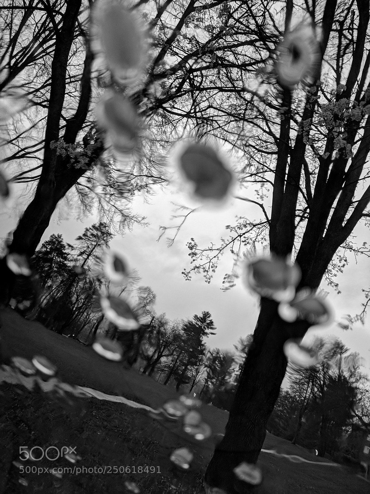 Google Pixel XL sample photo. Spring rain petals photography