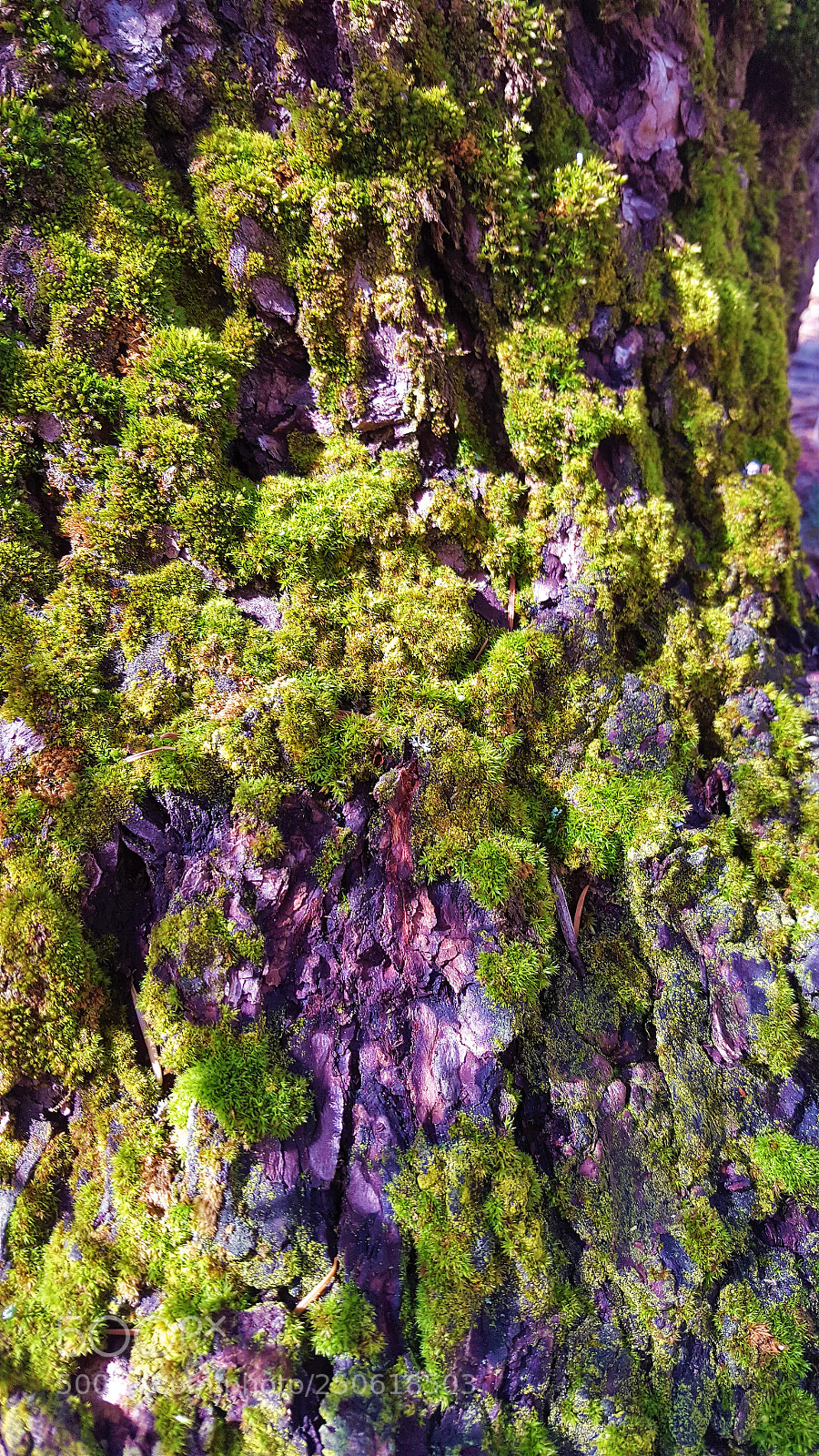 Samsung Galaxy S6 sample photo. Moss covered tree trunk photography