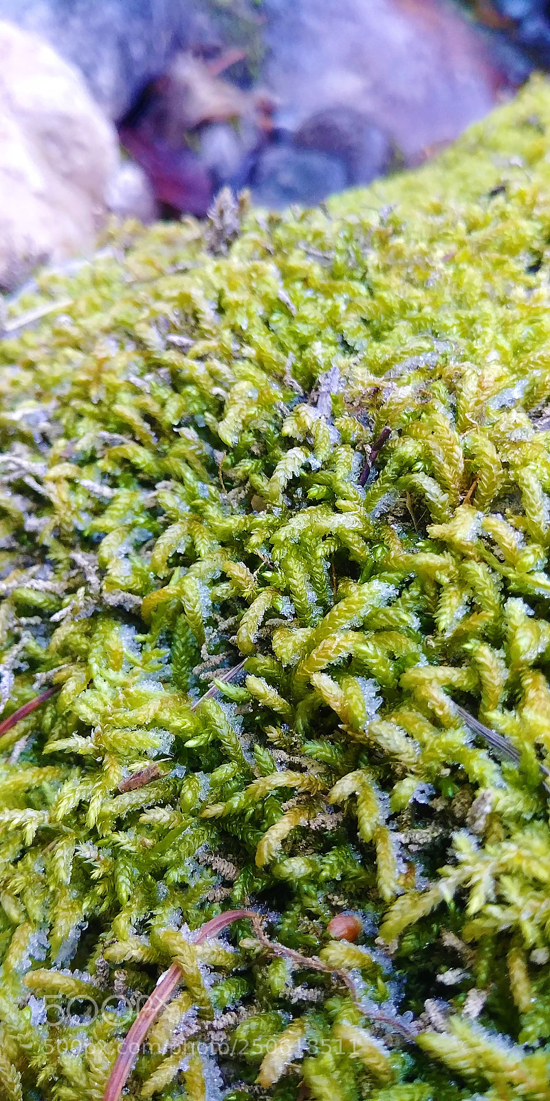 LG G6 sample photo. Moss frozen in time photography