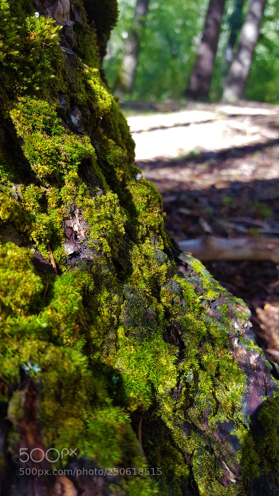 Samsung Galaxy S6 sample photo. Moss on a tree photography