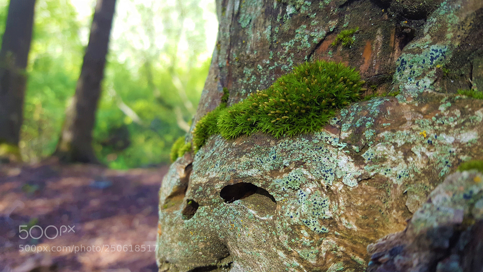 Samsung Galaxy S6 sample photo. Moss on a log photography