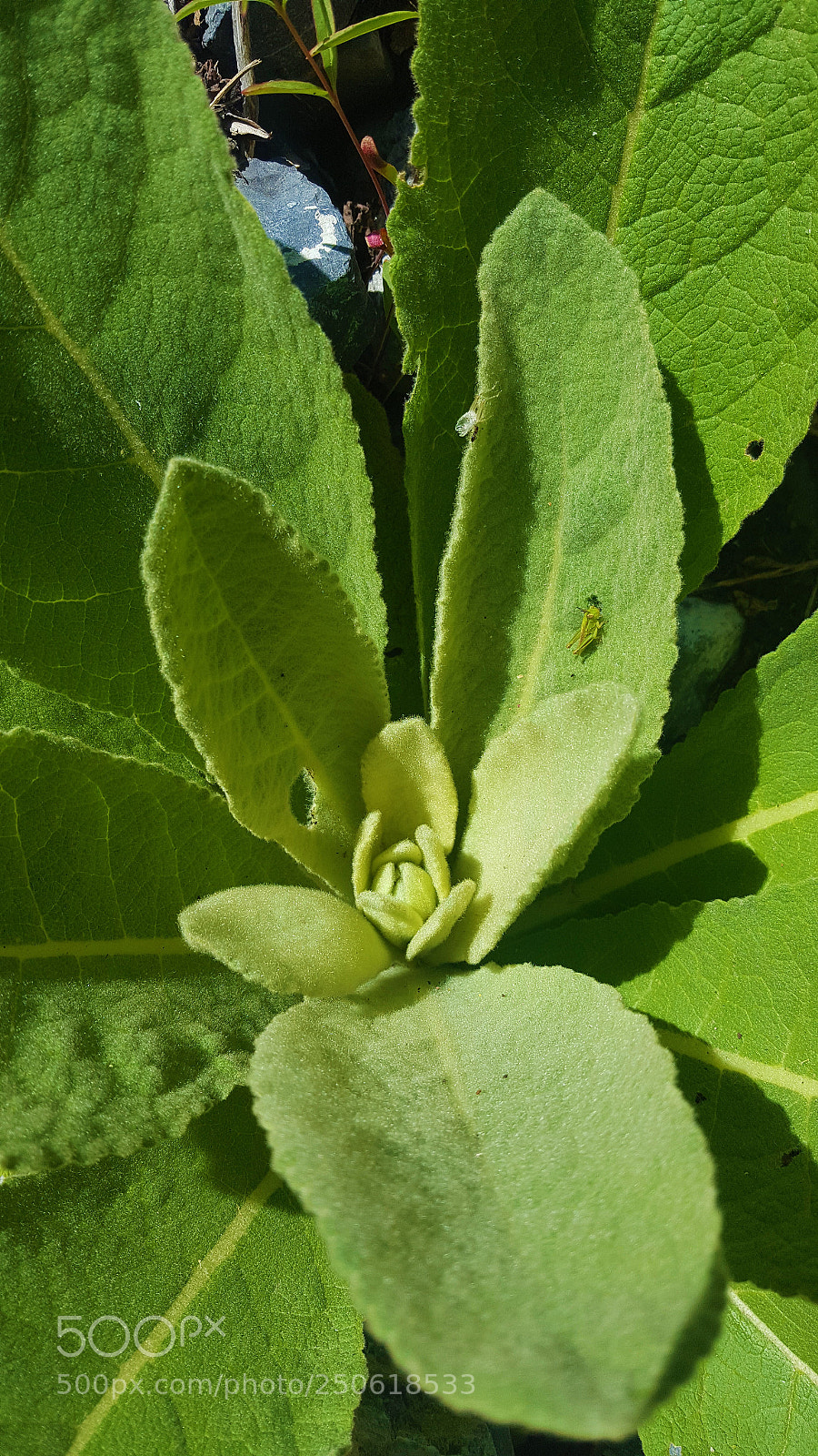 Samsung Galaxy S6 sample photo. Mullein rosette photography