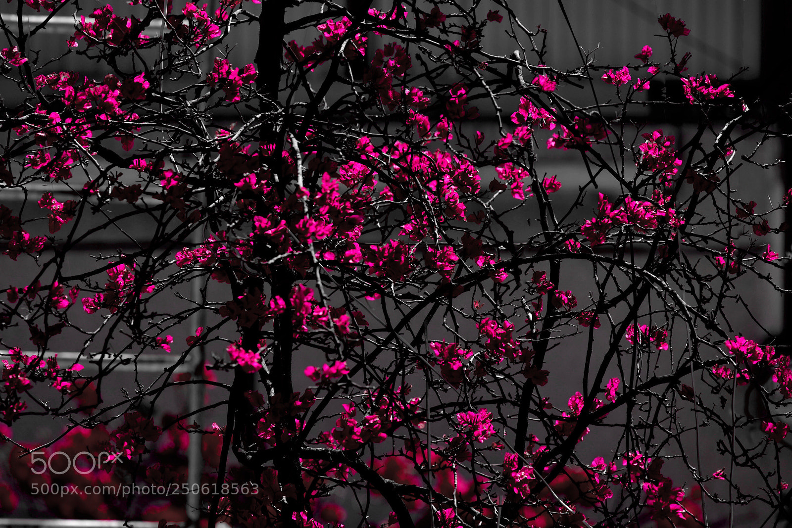 Nikon D7200 sample photo. Flowers photography