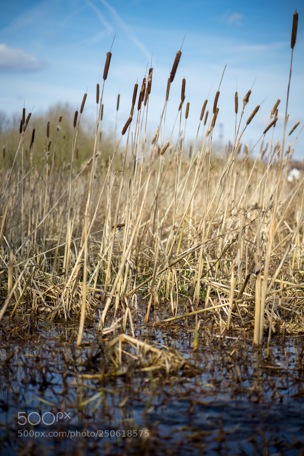 Sony a7 II sample photo. Dsc photography