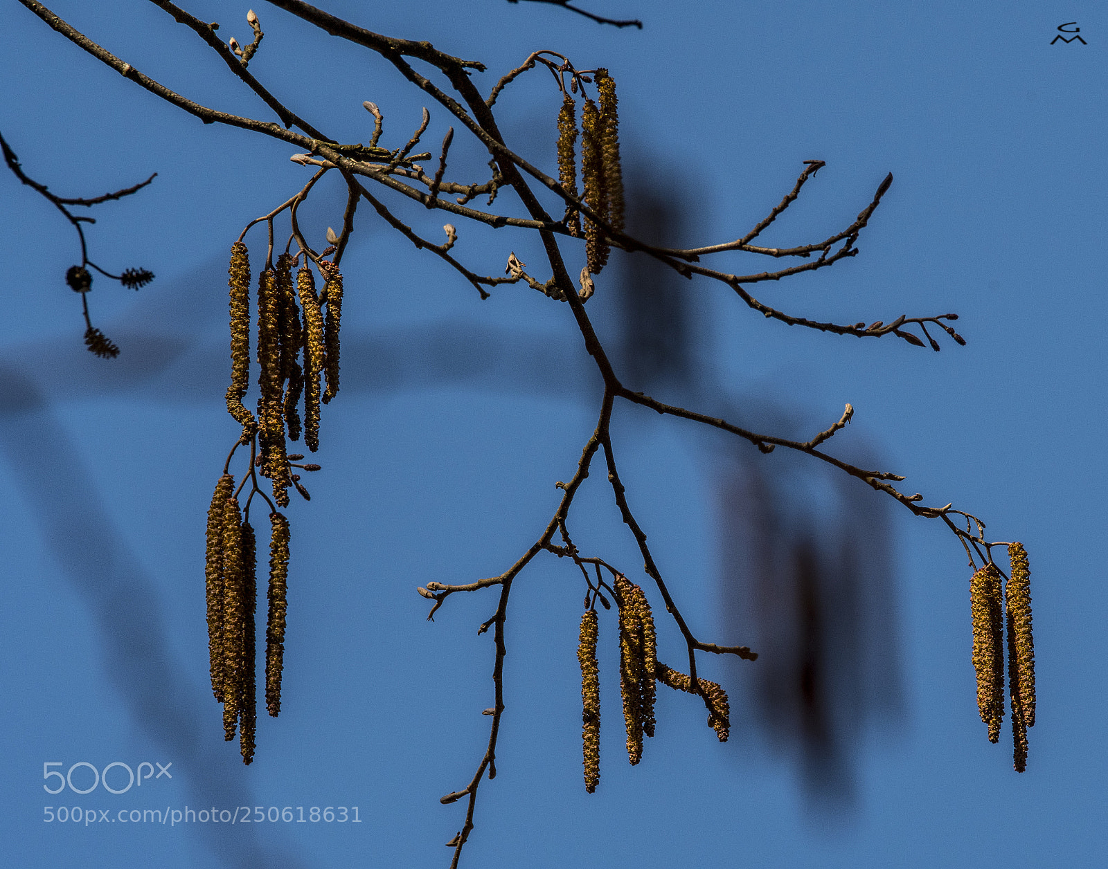 Nikon D500 sample photo. Proof of spring photography