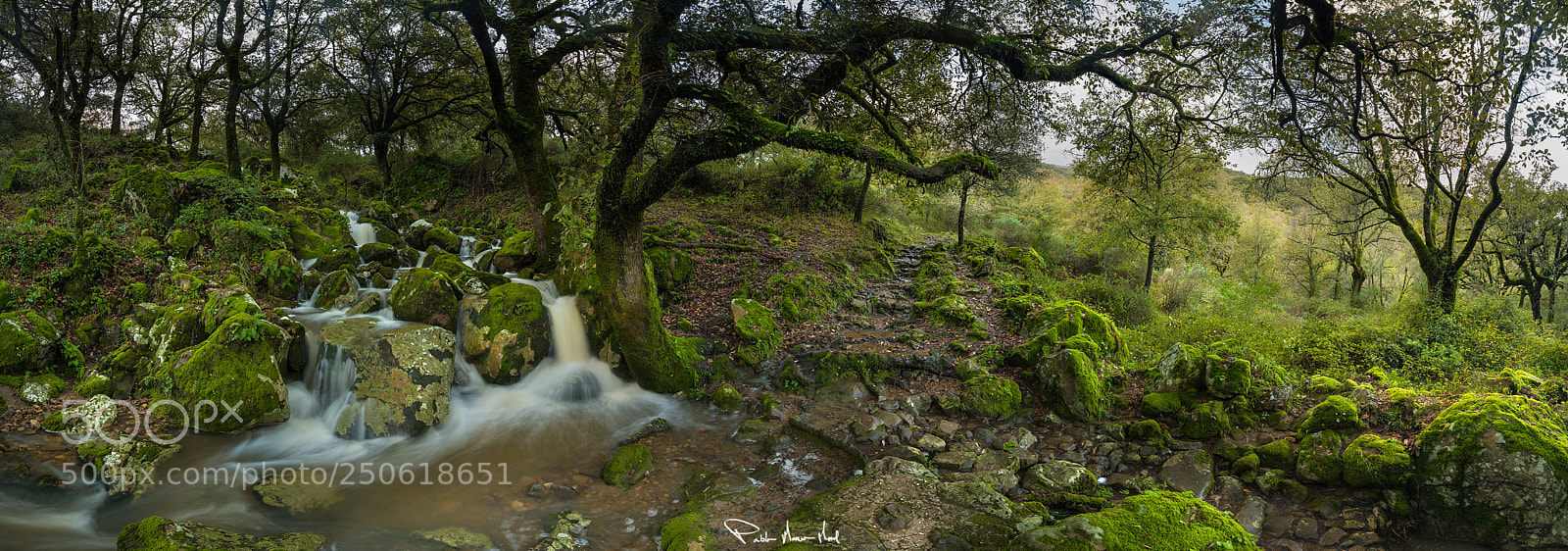Nikon D810 sample photo. The path of the photography
