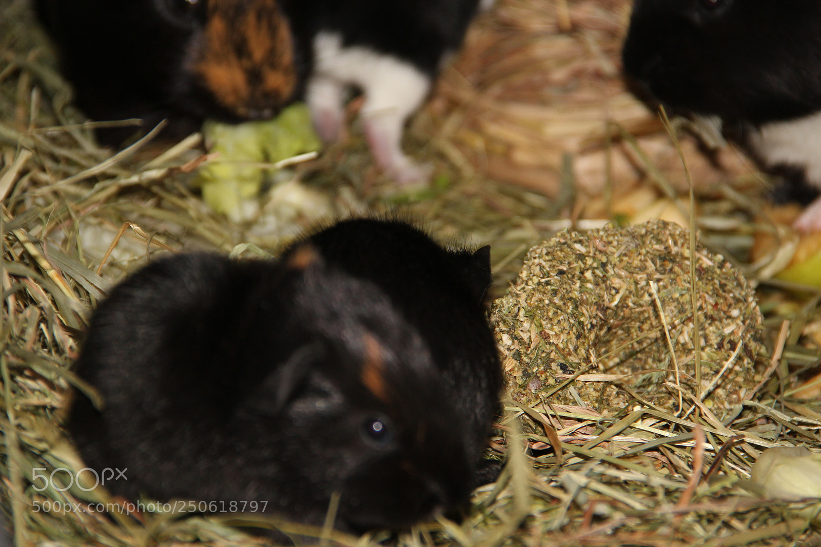 Canon EF-S 18-135mm F3.5-5.6 IS sample photo. Baby photography
