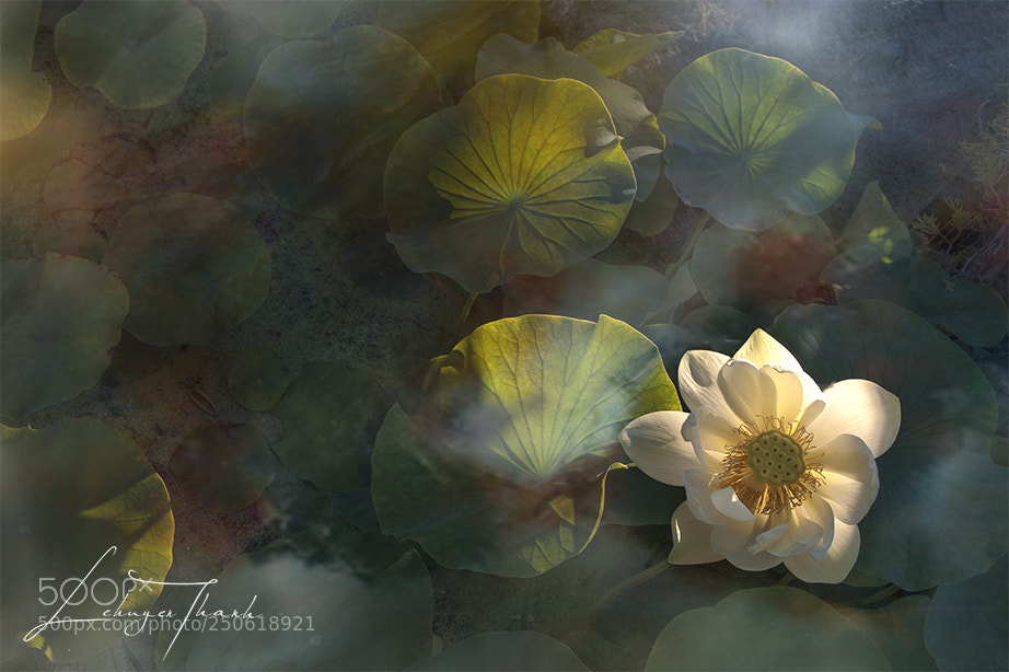 Nikon D3 sample photo. The art of nature photography