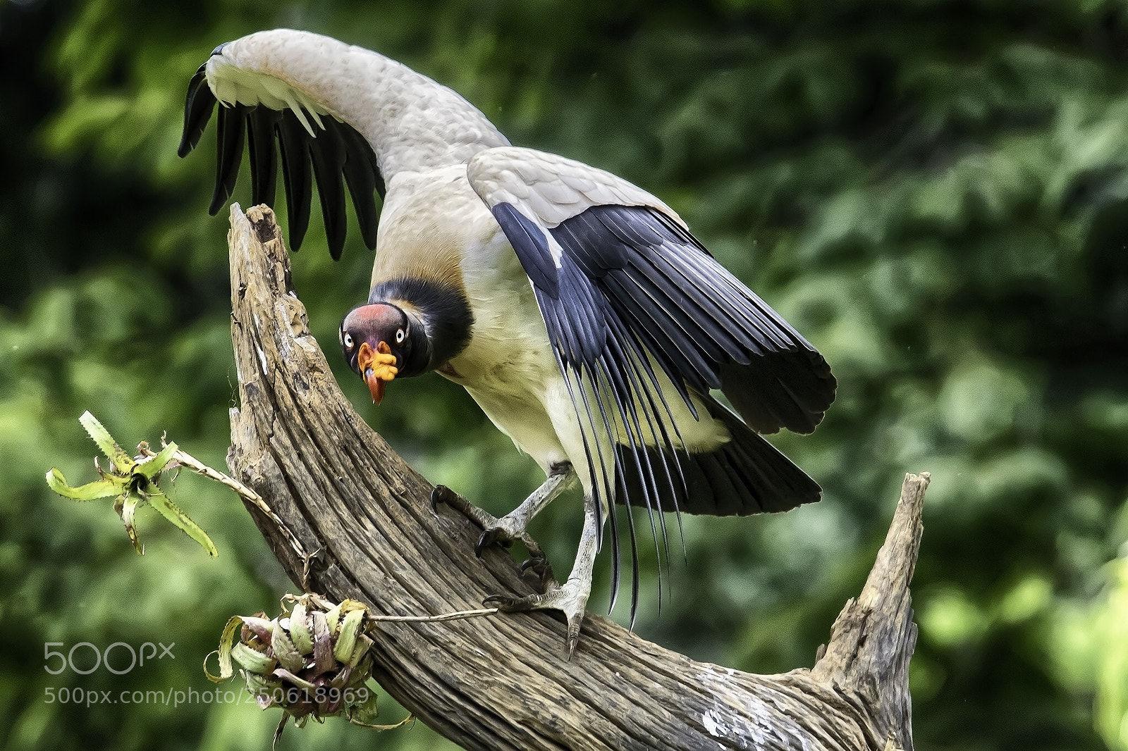 Nikon D500 sample photo. King vulture of costa photography