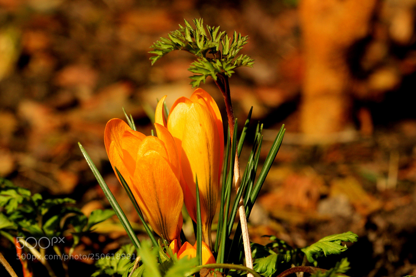 Canon EOS 60D sample photo. Untitled photography