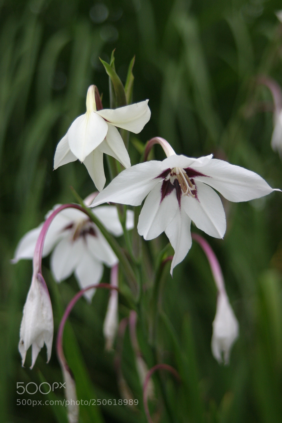 Canon EOS 10D sample photo. Img photography