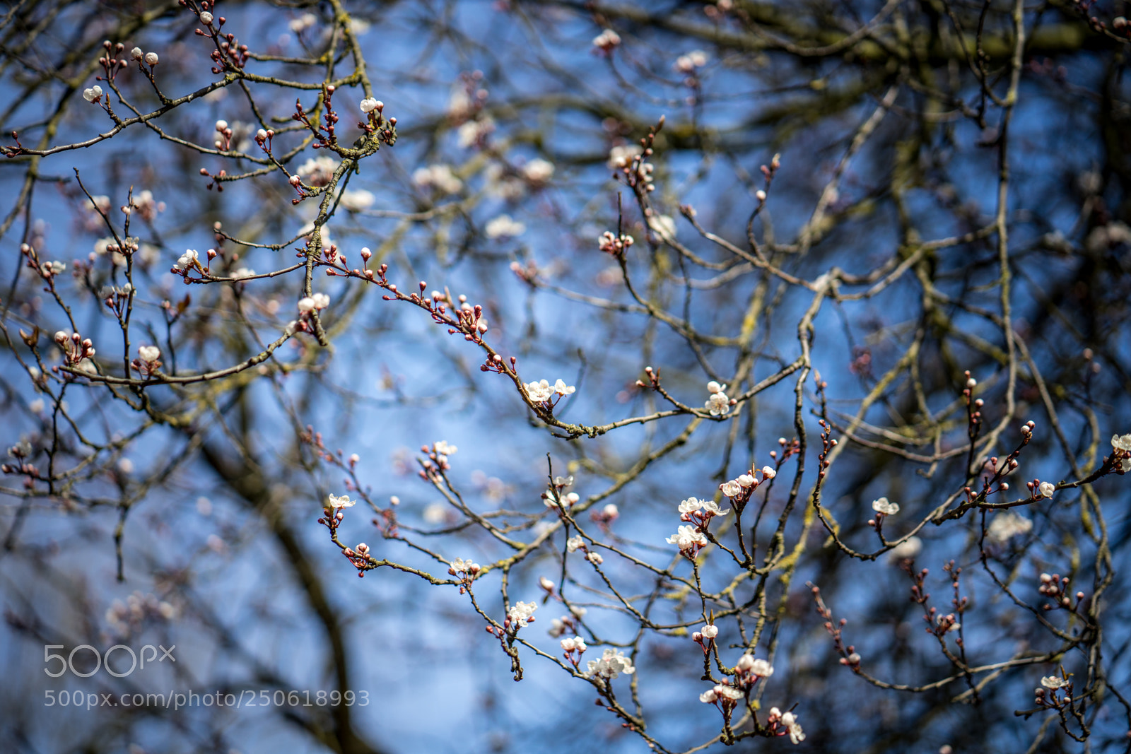 Sony a7 II sample photo. Dsc photography