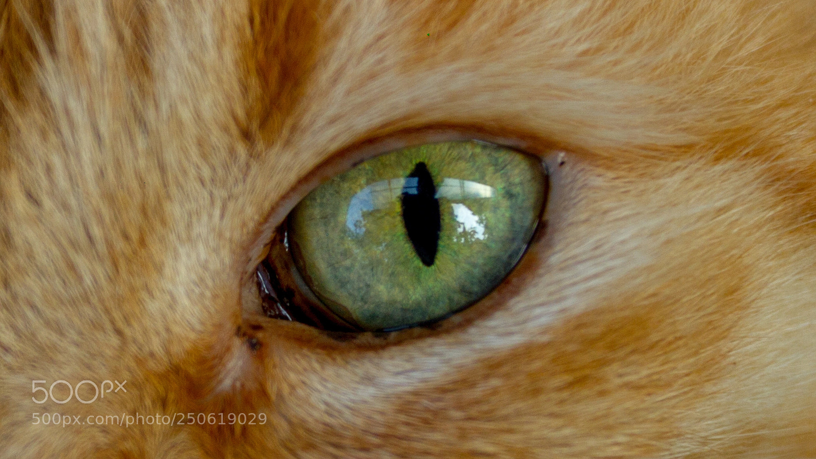 Canon EOS 7D sample photo. Titi eye photography