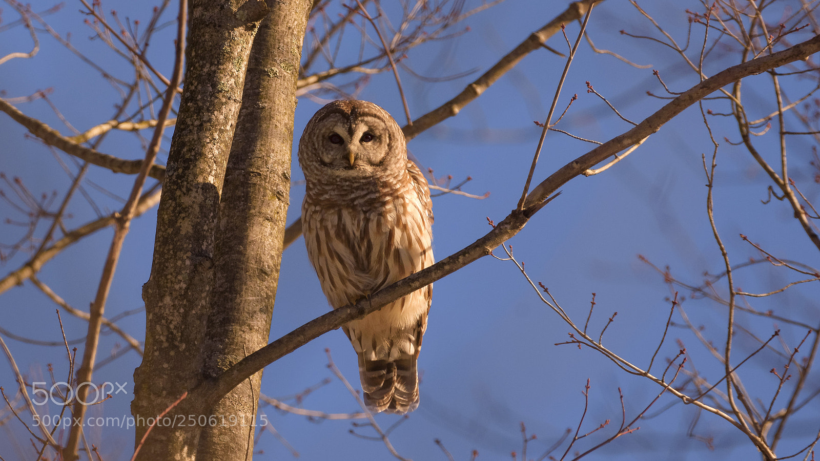 Nikon D7200 sample photo. Waiting for spring photography