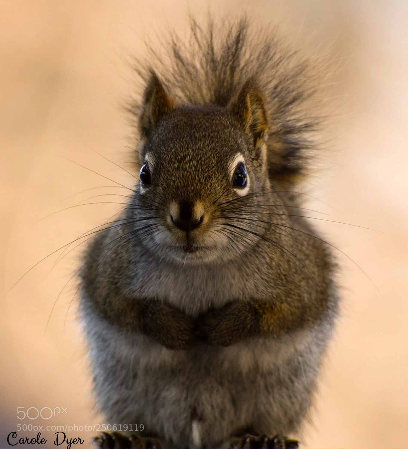 Nikon D5600 sample photo. Got any peanuts? photography