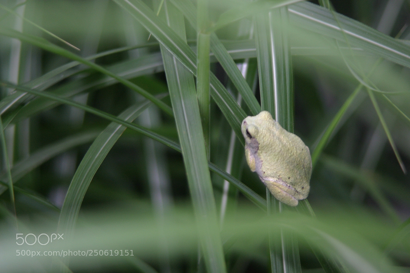 Canon EOS 10D sample photo. Frog in grasses photography