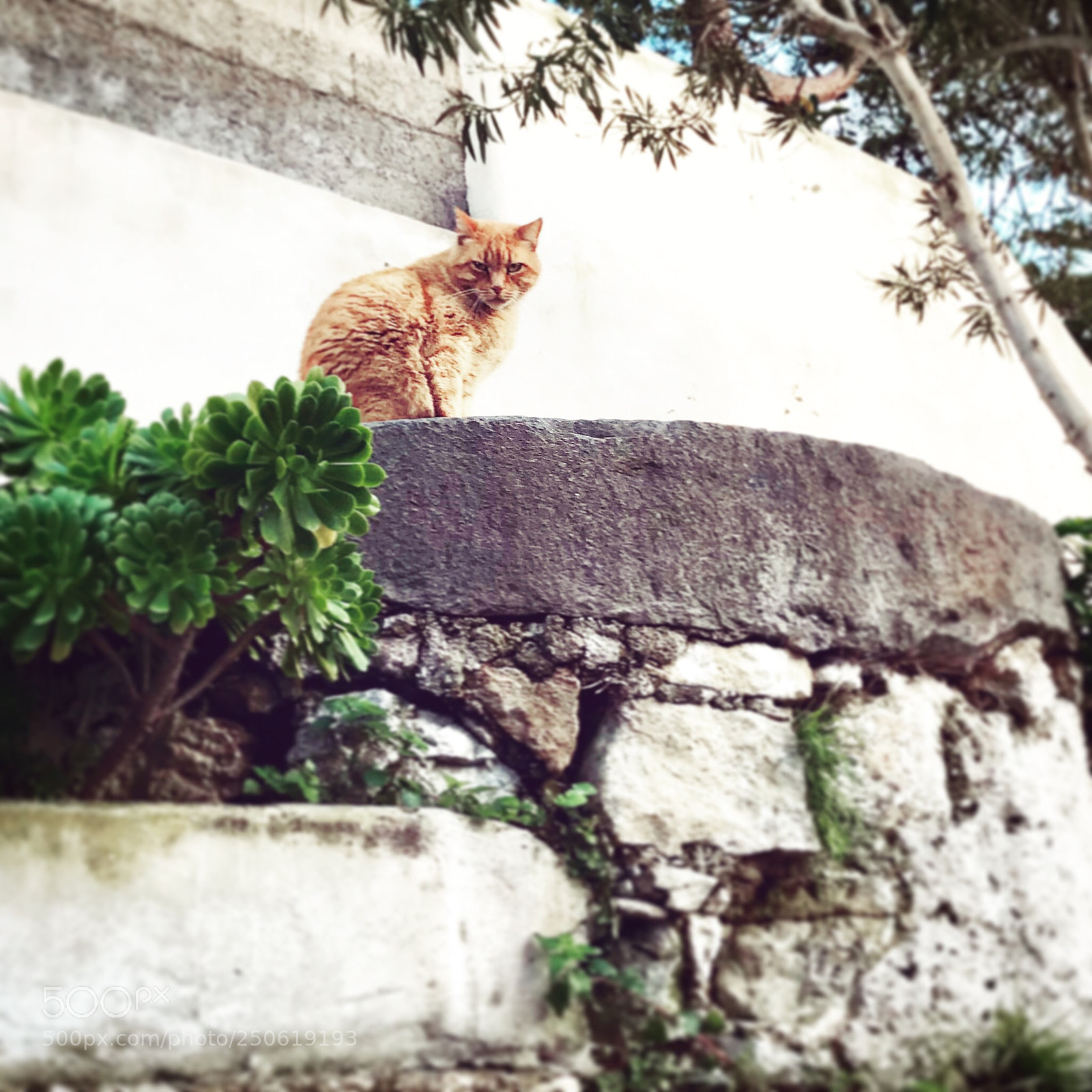 Apple iPhone 7 sample photo. Urban red cat photography