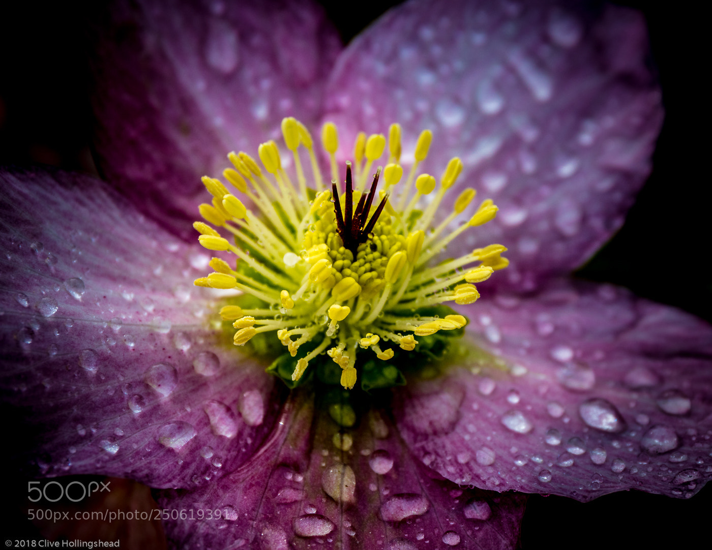 Canon EOS 7D Mark II sample photo. Purple rain photography